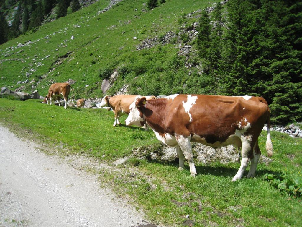 Gaestehaus Christoph Ried im Zillertal Exterior foto